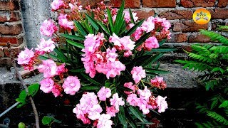 oleander, a great summer bloomer: how to grow in pot?