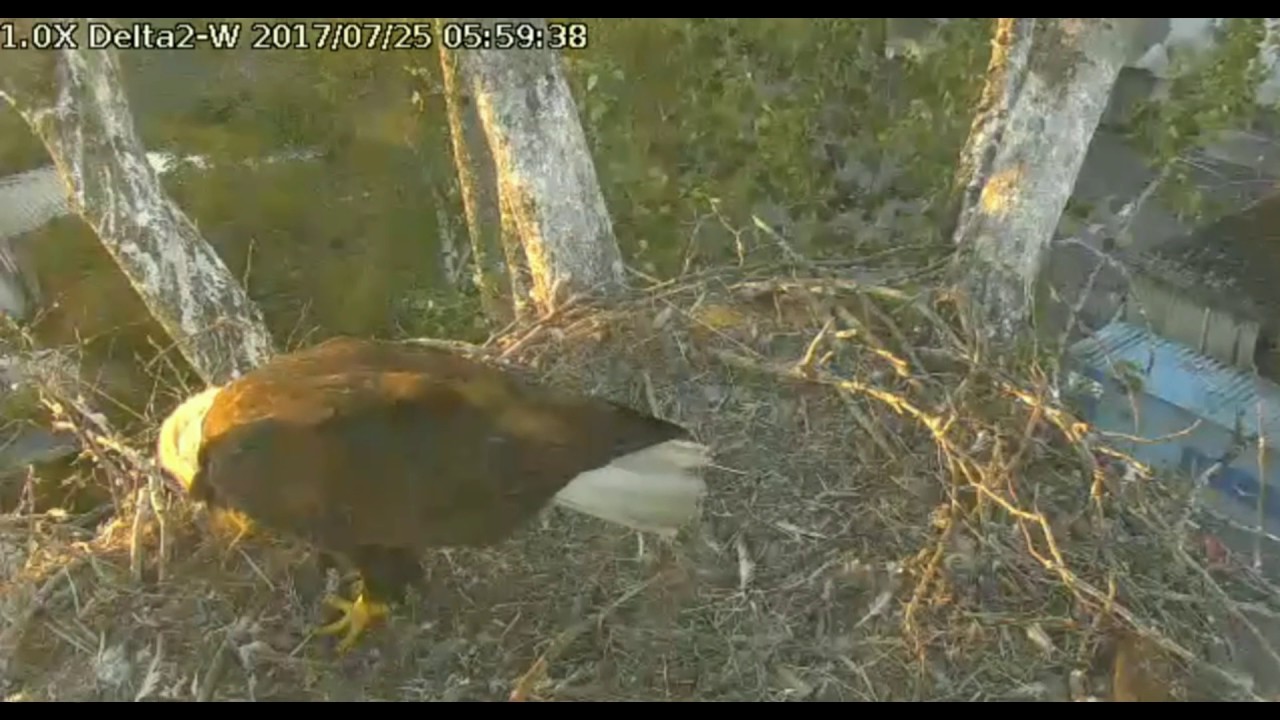 bald eagles in wisconsin Delta 2 WEST 5:57am Jul 25, 2017 Adult eating fish