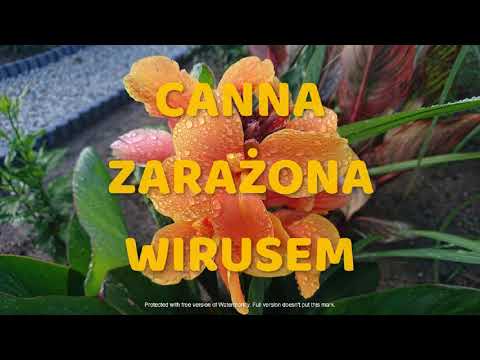 Wideo: Wirus mozaiki w Cannas - Wskazówki dotyczące zarządzania Canna z wirusem mozaiki