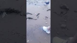 Успокаивающий Шум Воды #Весна #Река #Утки #Парк