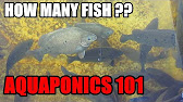 Bob's backyard aquaponics 