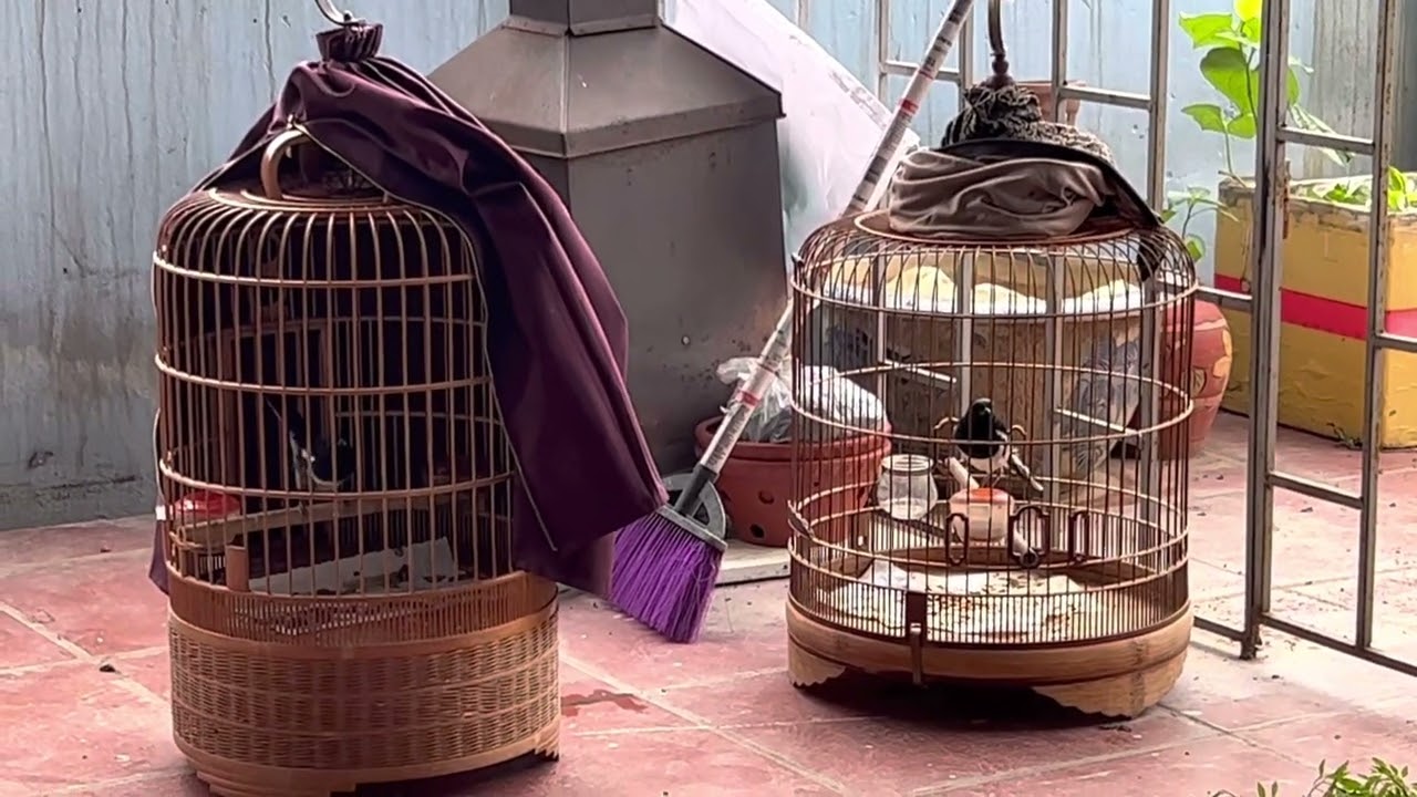 Giải thích gọi choè than là chim mép và vấn đề nuôi dưỡng chăm lông cho choè mép vụ trước