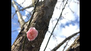 Hare No Nanten晴れの南天Day 8 Planting Negi Onion Leeks