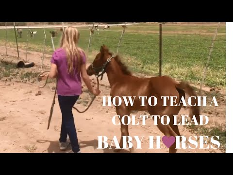 Como ensinar um cavalo a LEAD | cavalos do bebê