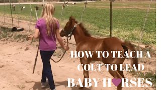HOW TO TEACH A HORSE TO LEAD | BABY HORSES