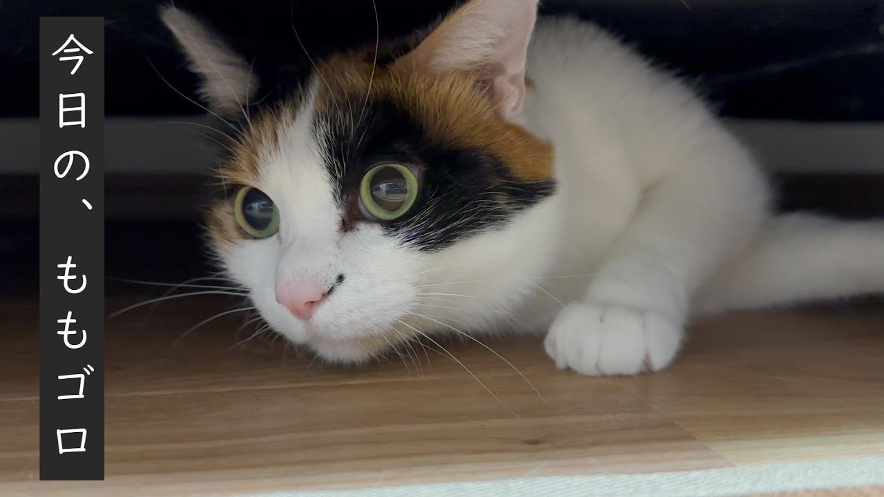 ソファー下にいる猫【三毛猫】