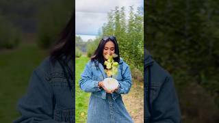 Apple Masala Picklesஆபபள மசல ஊறகய-Sangeeth Dini Vlogs