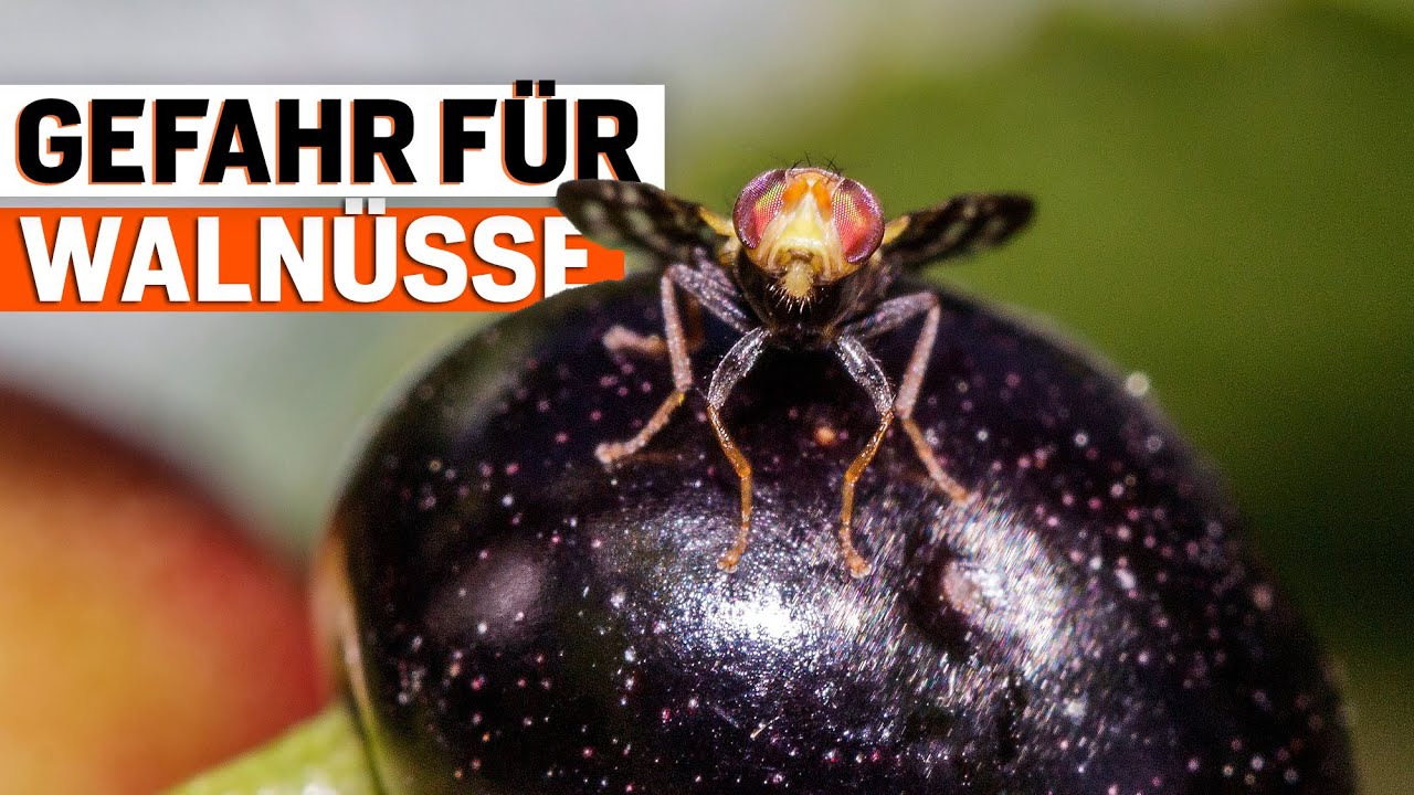 Schwarze Walnüsse? Diese Tipps helfen gegen Walnussfruchtfliege