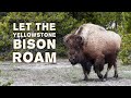 Reunited with the majestic bison!