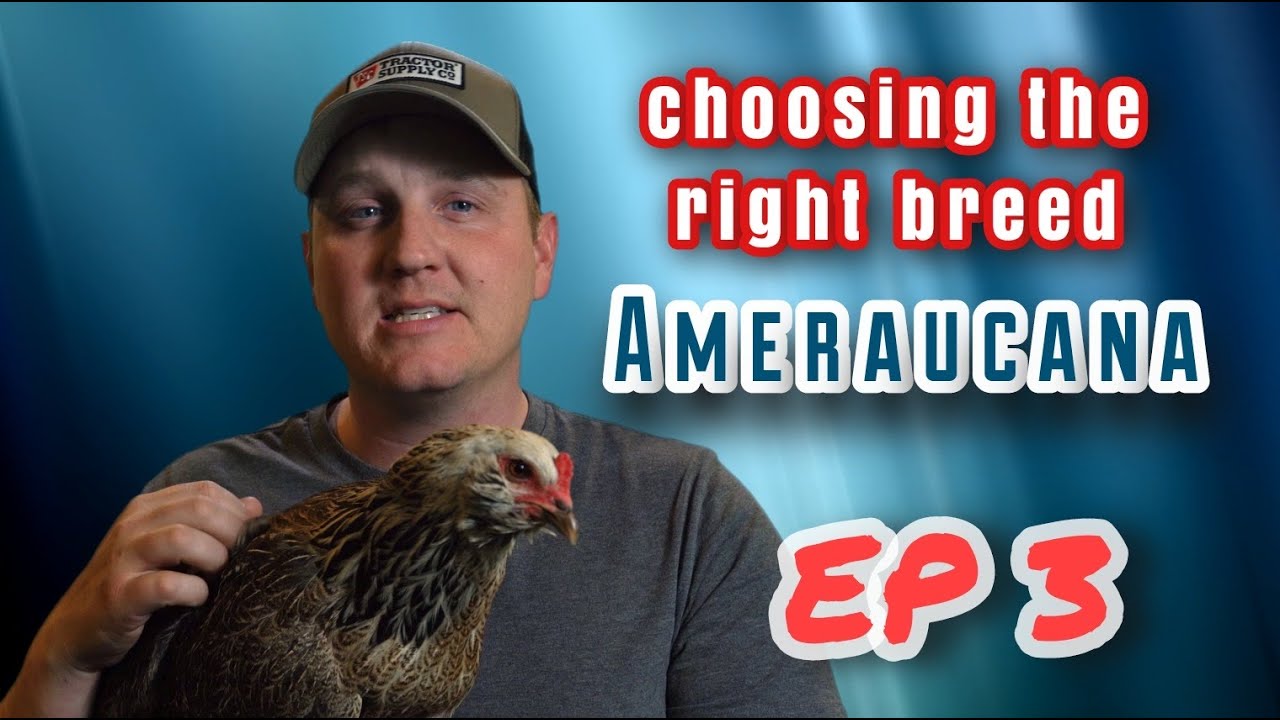 How To: Chicken Breeds for the BEGINNER:  EP3 The Ameraucana the most PATRIOTIC of poultry!