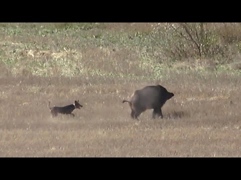 Türkiye Amasya'da Heyecanlı Bir Domuz Avı / An Exciting Wild Boar Hunting in Amasya, Türkiye