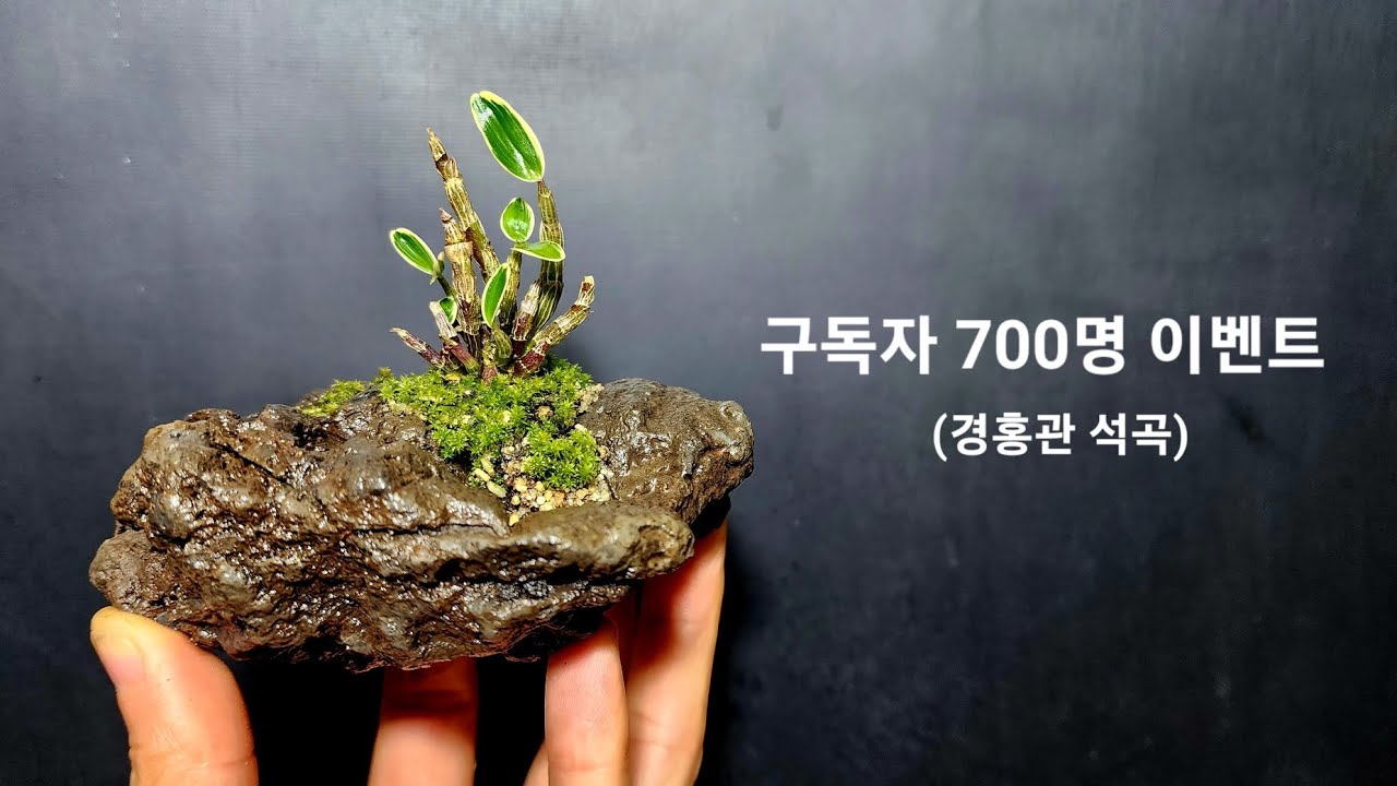 석곡 석부작 만들다가... 잠들뻔한 동영상(설명참조) - YouTube