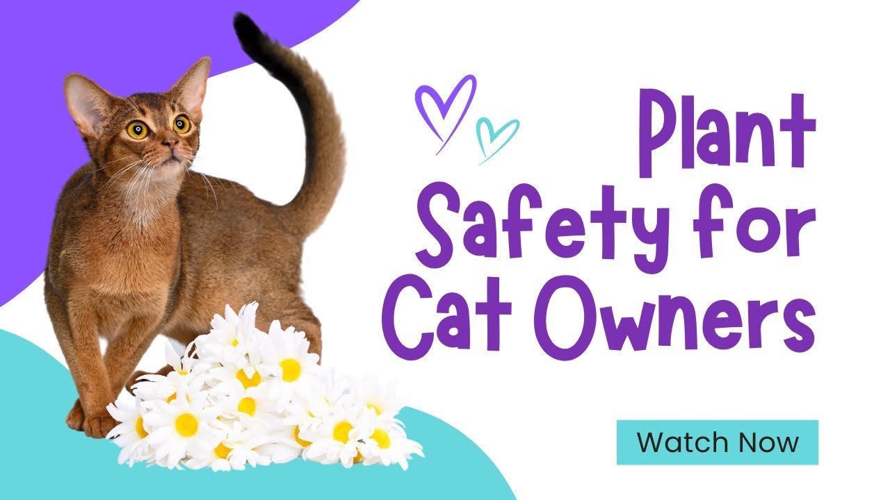 Fresh Look at Plant Safety For Cat Owners Toxic Vs Non Toxic