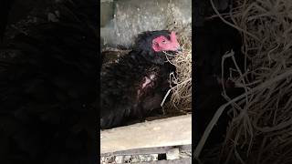 Big shamo hen