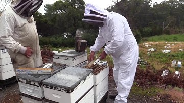 Breeding Queen Bees (Blue Hills Honey) – a video from the Honey Bee & Pollination Program