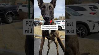 Malinois goes to Breakfast! 🍌🐺 #dogtraining #malinois #brandywinedogacademy #delaware