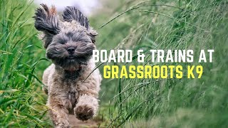 A Typical Board & Train Session | Grassroots K9