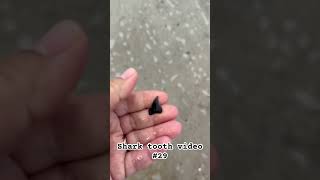 Shark tooth hunting video #29- How to find shark teeth at Fort Clinch, Amelia Island, Florida