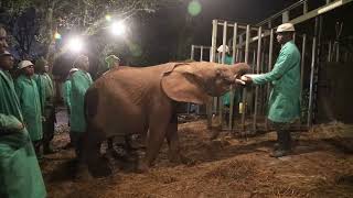 Rescued Orphaned Elephants Olorien Lodo, and Esoit Graduate to Ithumba | Sheldrick Wildlife Trust
