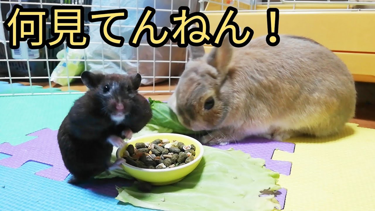 うさぎ ハムスターひたすら食べる Youtube