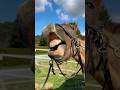 Mon cheval fait des trucs vraiment étranges #cheval#horse