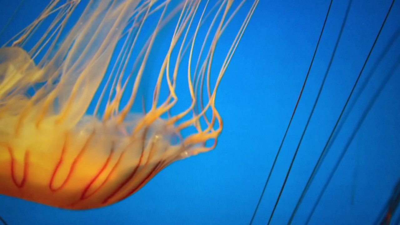 Jellyfish farts YouTube
