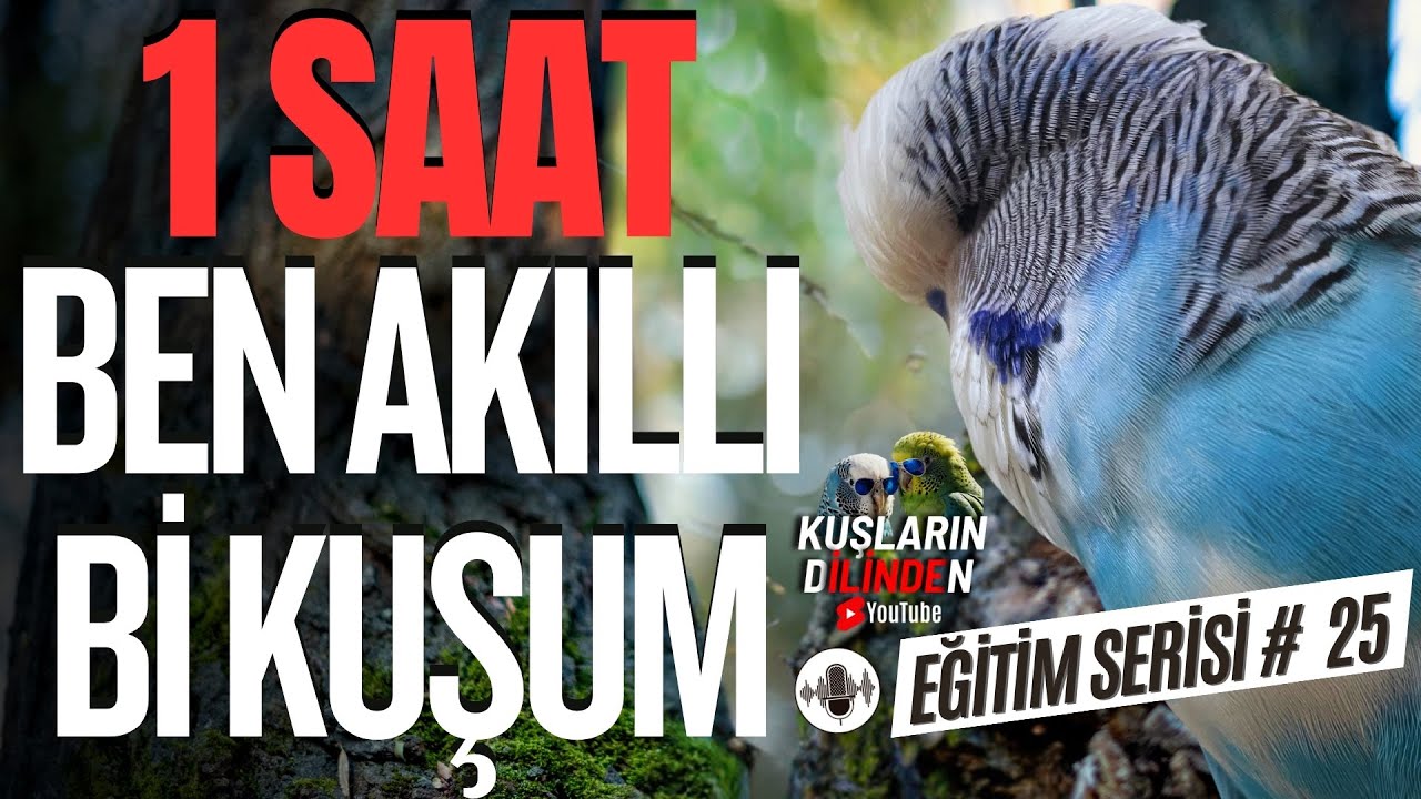 Muhabbet Kuşunuz Konuşsun | Ben Akıllı Bi Kuşum | Muhabbet Kuşu Konuşturma Eğitimi