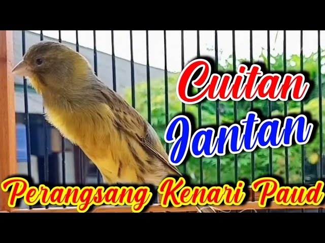 CUITAN KENARI JANTAN MERANGSANG BUNYI KENARI PAUD class=