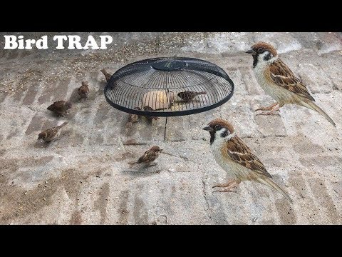 Trampa para pájaros gorrión / Cómo hacer una trampa para pájaros hecha en casa / automática ahorrand