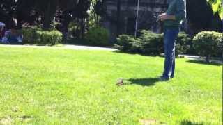 E-flite Blade mCPx v2 Flight / Brushless M5 11000kV