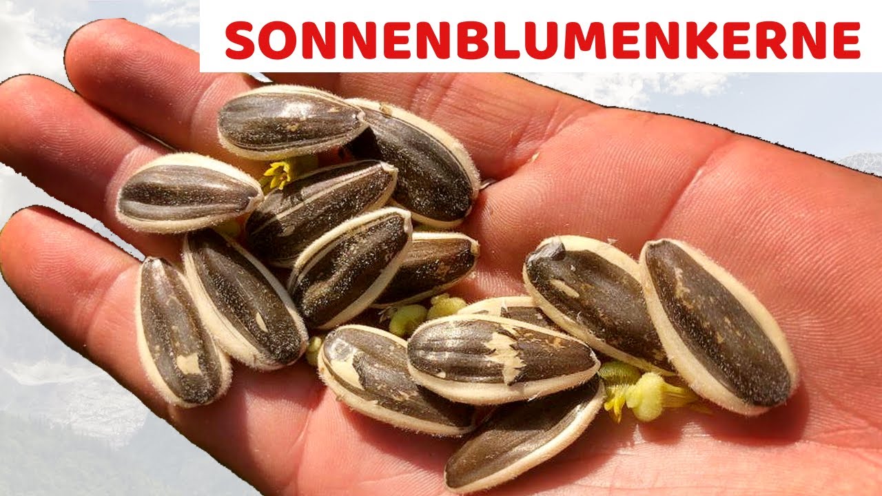 Sonnenblumenkerne Am Abend Essen
