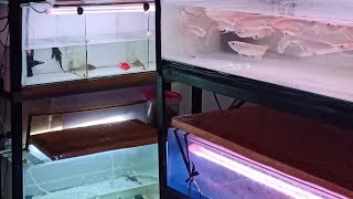[ LIVE ] Koleksi Arowana Di Awal Tahun 2022