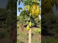 integrated farming ( मिश्र शेती) #viral #agriculture #nature