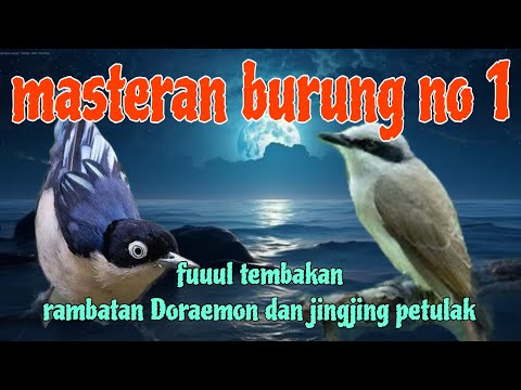 Rambatan doraemon gacor dor