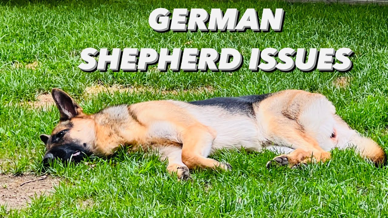 German Shepherd Issues First Heat Cycle and Panosteitis Pain YouTube