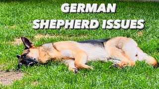 German Shepherd Issues | First Heat Cycle and Panosteitis Pain Female German Shepherd Heat Cycle Explained By Gsm