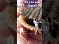 what is this  animal #shortvideo #viral and grant video