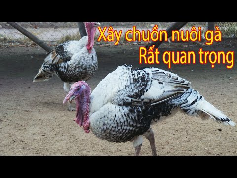 Video: Điều gì xảy ra nếu một con chó ăn một bông hồng?