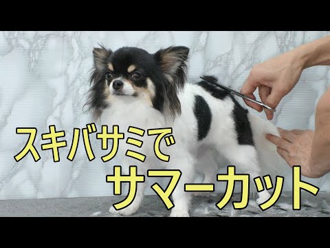 Chihuahua Summer Grooming スキバサミで仕上げるチワワのサマーカット