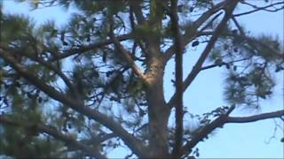 Stumpy Point N.C. Pine Tree Removal