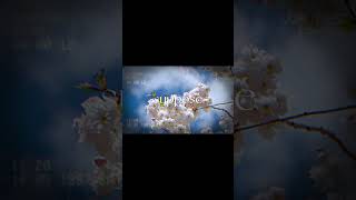 beautiful view + sad music #music #indie #sad #indiefolk #sadcore #slowcore #nature #aesthetic