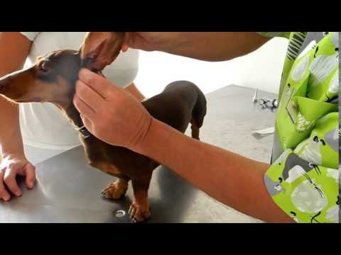 Video: Come prendersi cura di un cane malato (con immagini)
