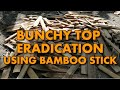 Banana Bunchy top Eradication using Bamboo Stick