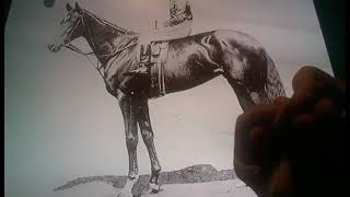 Horacio the handsnake - Pretty Polly (racehorse)
