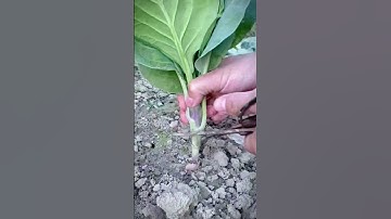 cutting plant leaves with sharp scissors #shorts