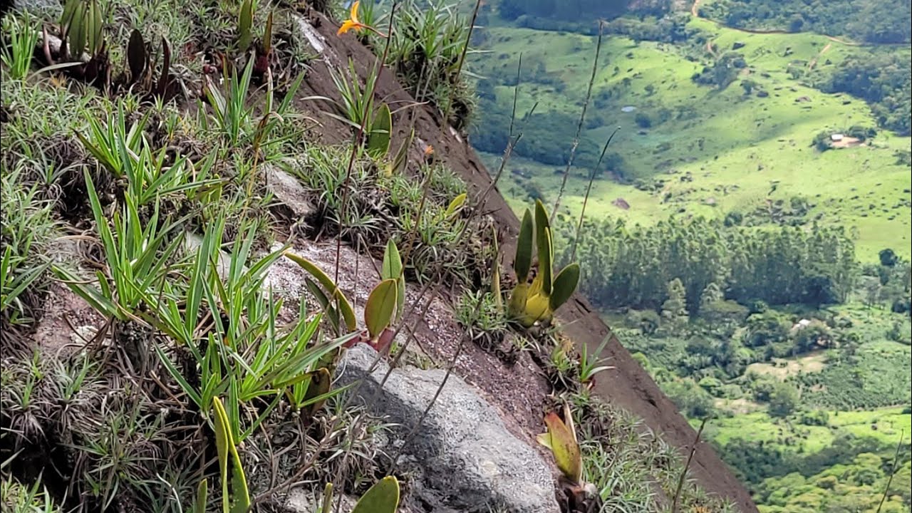 Uma pedreira cheia de orquídeas hábitat de laelia flava!