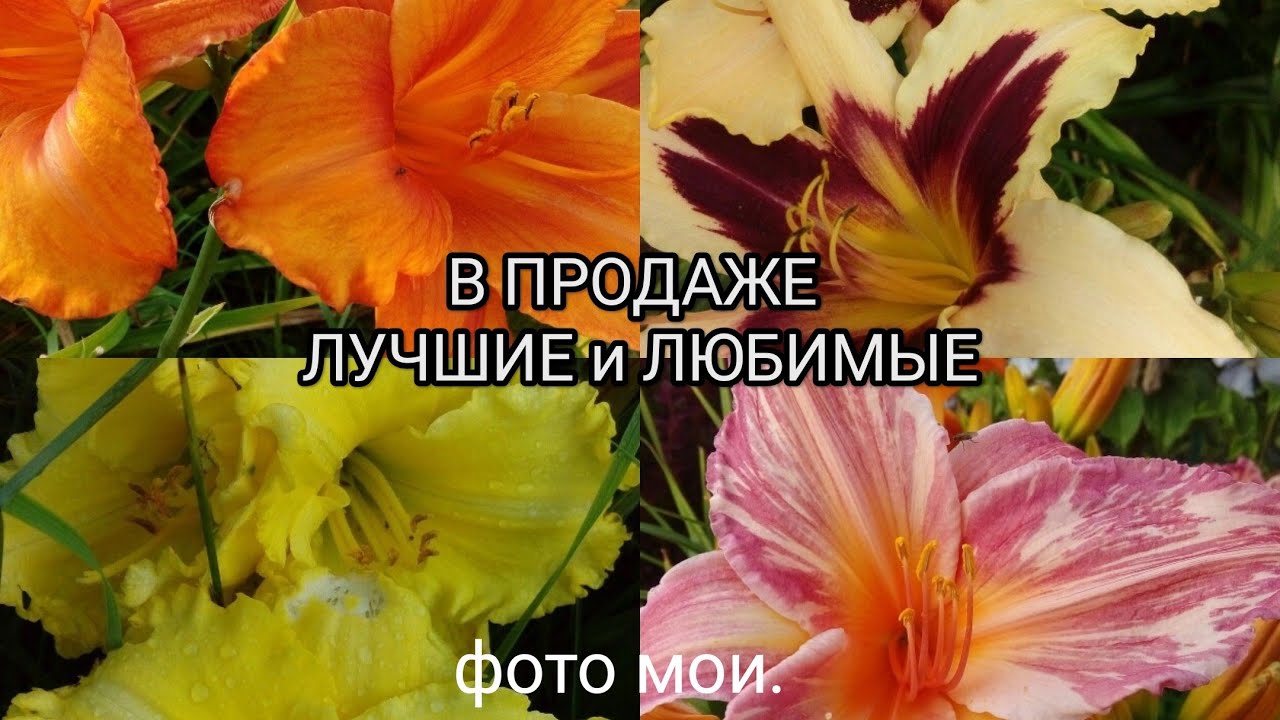 В продаже лилейники .Цветок для ленивого ' садовода 👍