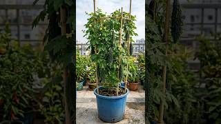 করলার বীজ থেকে চারা তৈরি | Bitter Gourd Seed Germination Process #germination