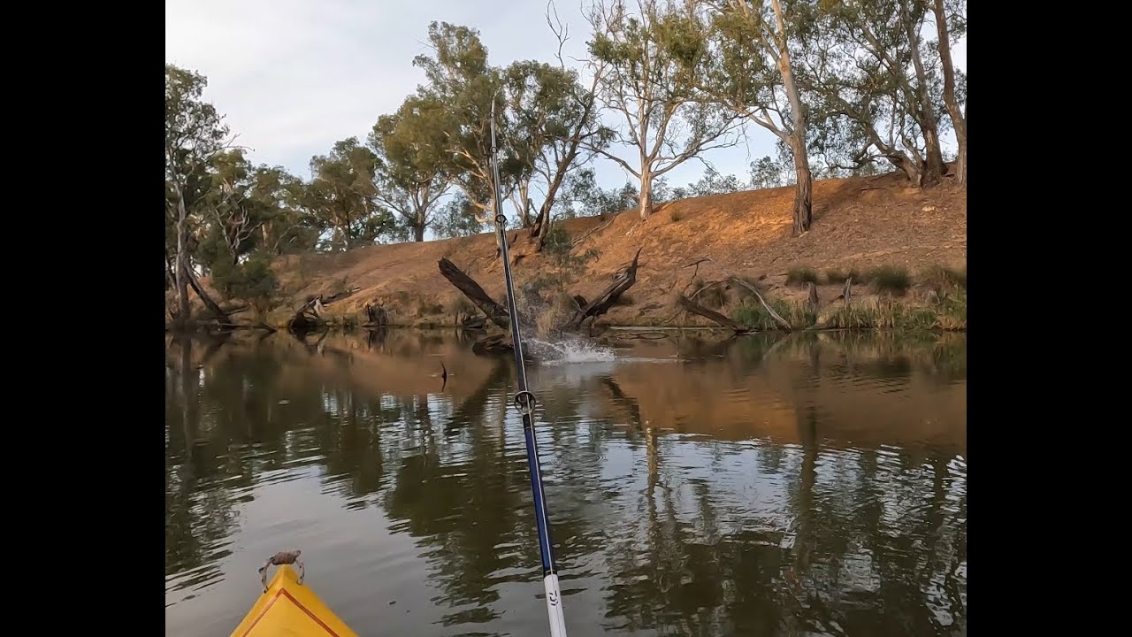 Loddon River boil and boof, Murray Cod x2