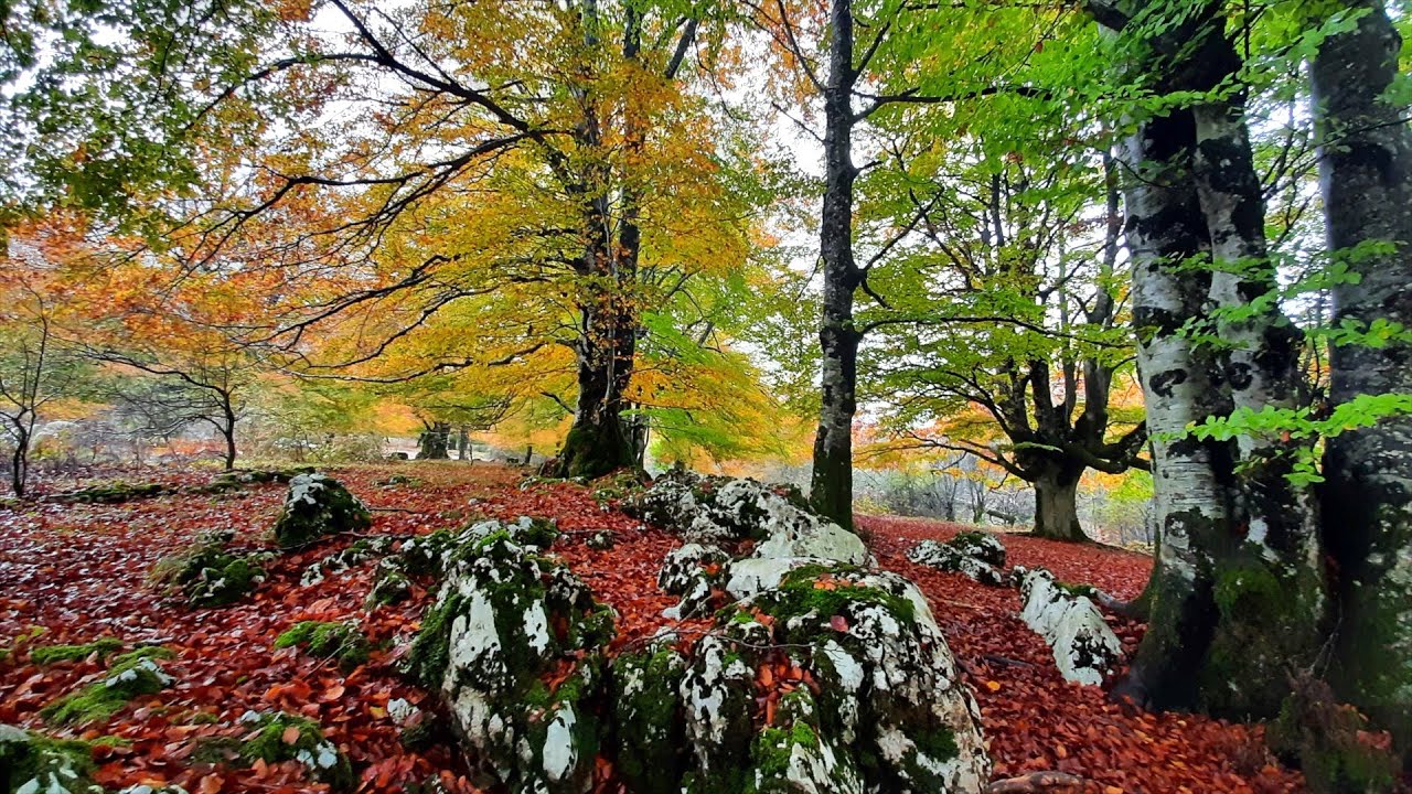 Otoño 2021 ( Urbasa y el Bosque Encantado)